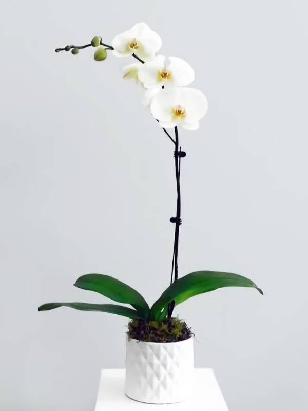 ORQUIDEA EN TIESTO